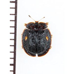画像: カメノコハムシの一種　Cassidinae species　ベトナム中部