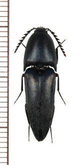 画像: サキシマクロナガコメツキ　♂　石垣島