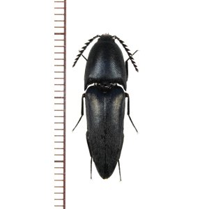 画像: サキシマクロナガコメツキ　♂　石垣島