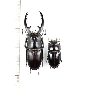 画像: アスタコイデスノコギリクワガタ  Prosopocoilus astacoides reni　大型ペア♂62.8mm♀31.5mm　中国海南省