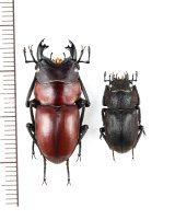 画像: ノズノコギリクワガタ　ペア♂27mm♀17.8mm　フィリピン(ルソン島)