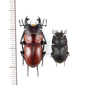 画像: ノズノコギリクワガタ　ペア♂27mm♀17.8mm　フィリピン(ルソン島)