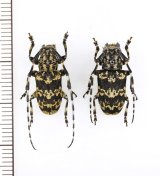 画像: ムネコブゴマフカミキリ　ペア　石垣島