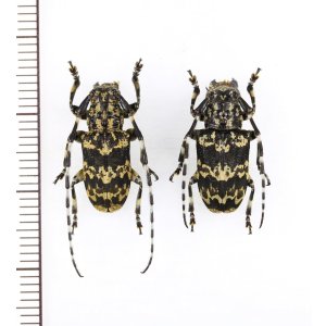 画像: ムネコブゴマフカミキリ　ペア　石垣島