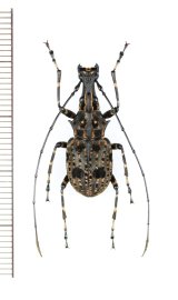 画像: ヒゲナガゾウムシの一種　Anthribidae species　♂　ベトナム北東部