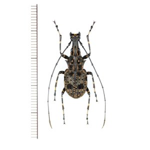 画像: ヒゲナガゾウムシの一種　Anthribidae species　♂　ベトナム北東部