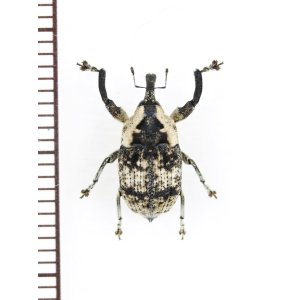 画像: クロオビシロクチカクシゾウムシ　石垣島