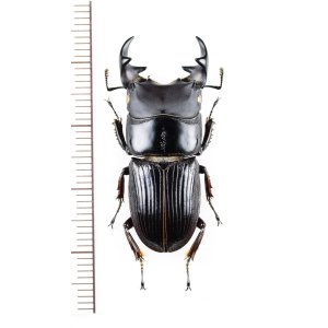 画像: アトリカラーネブトクワガタ　特大♂34mm　ベトナム北東部