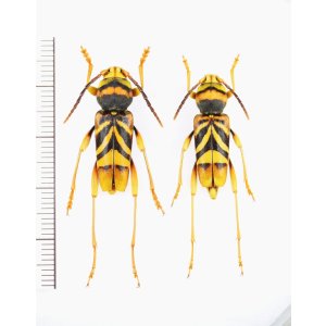 画像: トラフカミキリ　大型ペア♂24.5mm♀22.5mm　埼玉県