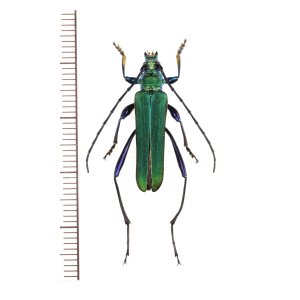 画像: アオカミキリ　♂　山梨県