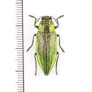 画像: アオムネスジタマムシ　♀　石垣島