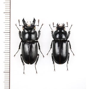 画像: キュウシュウオニクワガタ　大型ペア♂23.4mm♀20.7mm　鹿児島県