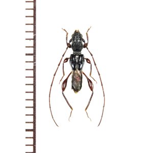 画像: リュウキュウタケウチヒゲナガコバネカミキリ　♂ 　伊平屋島