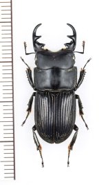 画像: ネブトクワガタ　特大♂30.mm　宮崎県