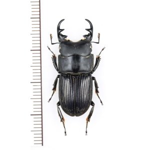 画像: ネブトクワガタ　特大♂30.mm　宮崎県