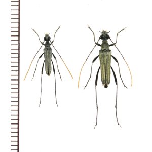 画像: アオバホソハナカミキリ　ペア　対馬