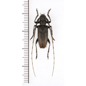 画像: ハチジョウビロウドカミキリ　♂　八丈島
