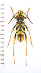 画像: トラフカミキリ　大型♂　対馬