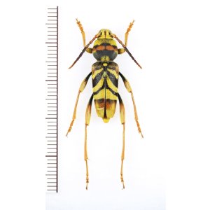 画像: トラフカミキリ　大型♂　対馬