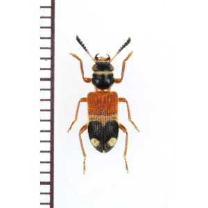 画像: アリバチ擬態のカッコウムシの一種 　Tillicera sp.　ベトナム北東部