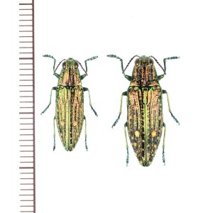 画像: アオマダラタマムシ　ペア　対馬
