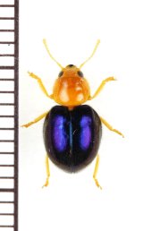 画像: マルカッコウムシの一種 　Allochotes sp. 　ベトナム北東部