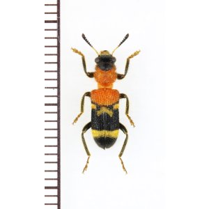画像: アリバチ擬態のカッコウムシの一種 　Tillicera sp.　ベトナム北東部