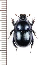 画像: センチコガネの一種　Anoplotrupes stercorosus　ウクライナ