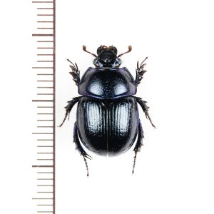 画像: センチコガネの一種　Anoplotrupes stercorosus　ウクライナ