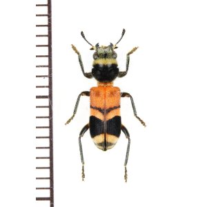 画像: アリバチ擬態のカッコウムシの一種 　Cleridae species　ペルー