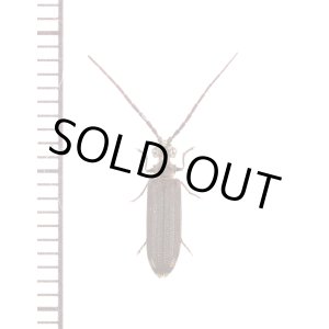 画像: ナガヒラタムシ　口永良部島