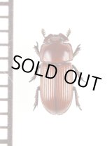 画像: 好白蟻性のクワガタムシの一種　Penichrolucanus leveri　ソロモン諸島（マライタ島）