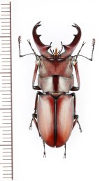 画像: カツラホソアカクワガタ　大型♂35mm　ベトナム北東部