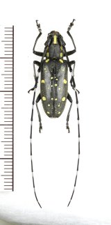 画像: キボシカミキリ　♀　対馬