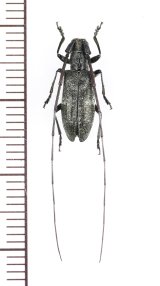 画像: ヒメヒゲナガカミキリ　♀　対馬