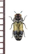 画像: アヤムナビロタマムシ　名義タイプ亜種　対馬