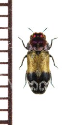 画像: アヤムナビロタマムシ　名義タイプ亜種　対馬