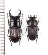 画像: アマミネブトクワガタ 大型ペア♂22.5mm♀17.2mm 徳之島