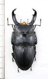画像: トクノシマヒラタクワガタ ♂58.1mm 徳之島
