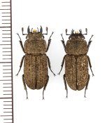 画像: ヤマトサビクワガタ 小型ペア ♂17.5mm♀17.2mm 徳之島