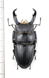 画像: トクノシマヒラタクワガタ ♂54.4mm 徳之島