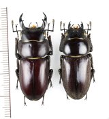 画像: トクノシマコクワガタ 特大ペア ♂38.9mm♀34.4mm   徳之島