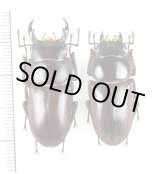 画像: トクノシマコクワガタ　特大ペア　♂38.9mm♀34.4mm  　徳之島