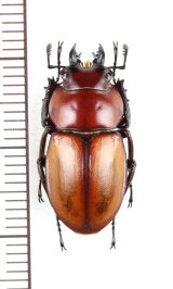 画像: チャイロマルバネクワガタ　♂21.3mm　　西表島
