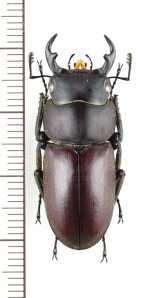 画像: ヤエヤマコクワガタ　大型♂33.5mm　西表島