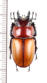 画像: チャイロマルバネクワガタ　♂31mm　　西表島