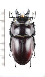 画像: ヤエヤママルバネクワガタ　♂48.1mm　西表島