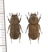 画像: ヤマトサビクワガタ 小型ペア ♂16.7mm♀16.7mm 徳之島