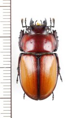 画像: チャイロマルバネクワガタ　♀26.8mm　　西表島