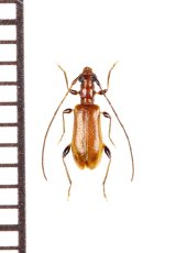 画像: フトヒゲアメイロカミキリ　♀　沖縄本島